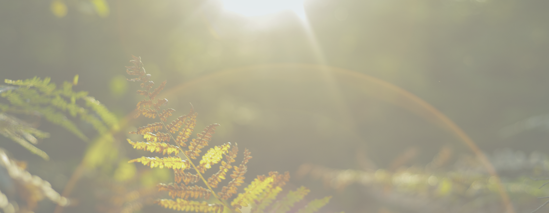 Trauma Anniversaries Sunny Day With Focal Point on Fern Leaf.