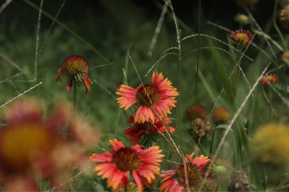 Red flowers in a field