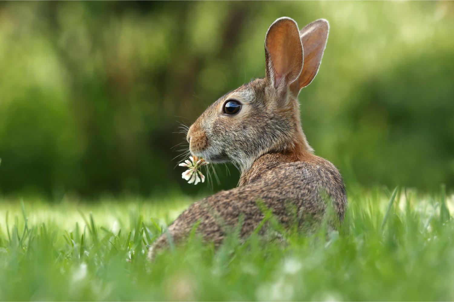 Bunny with flower in mouth.