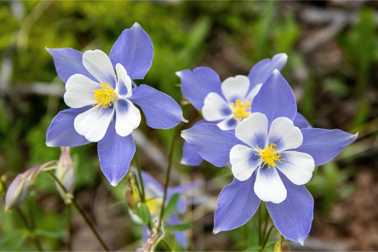 Columbine flowers.