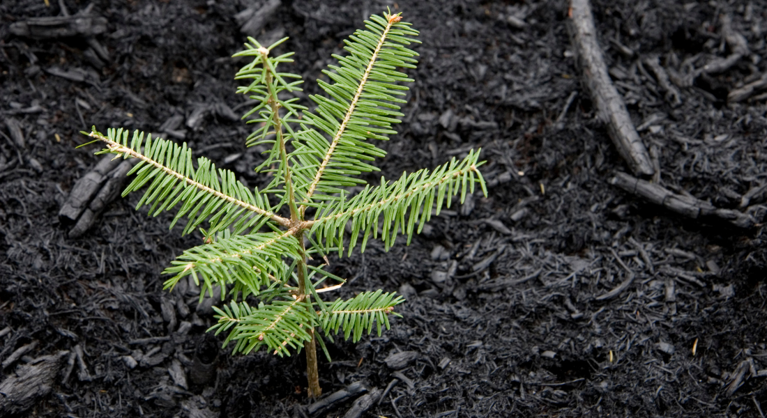 A sapling in the dirt