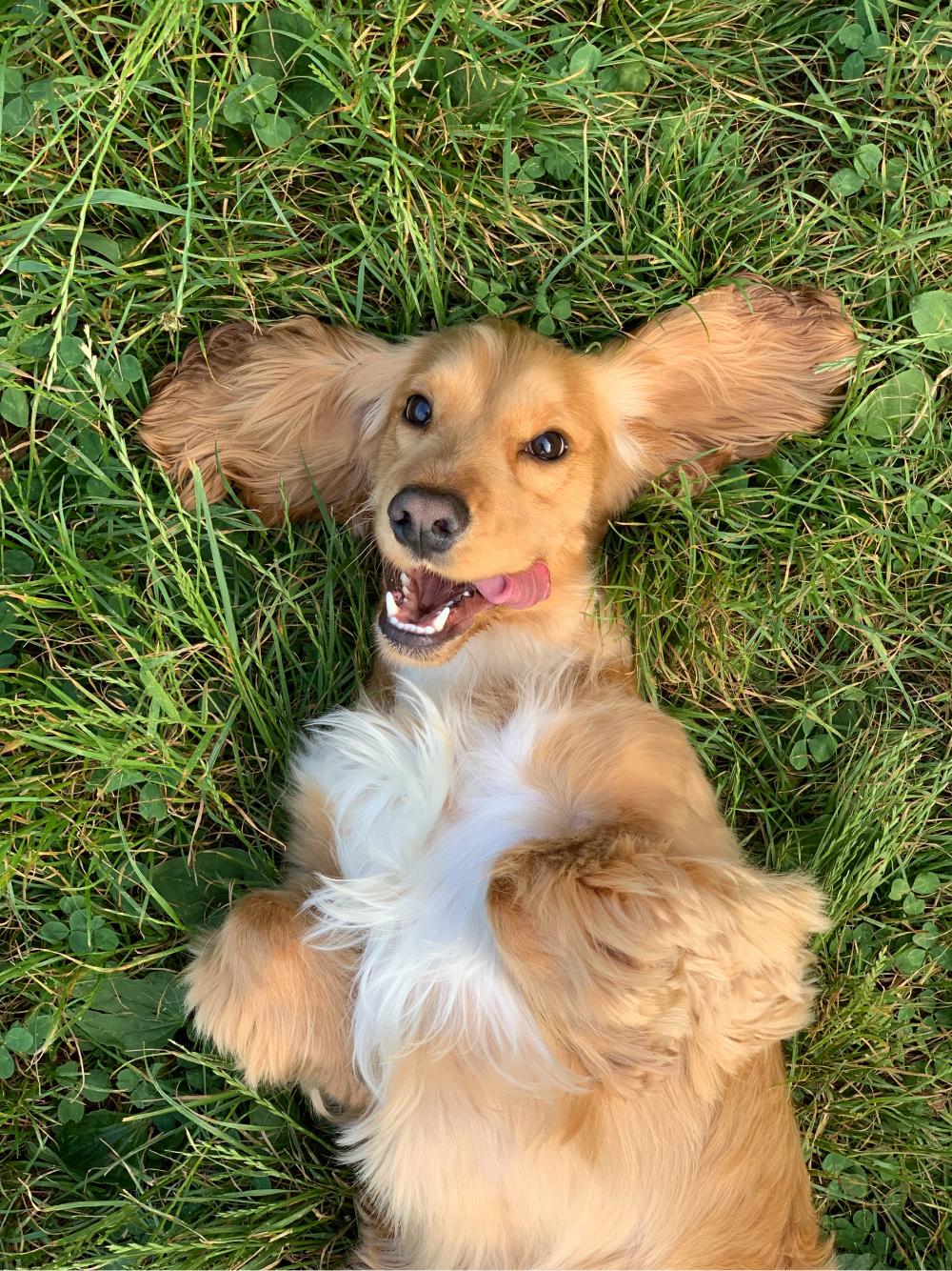 Dog in grass with tongue sticking out.