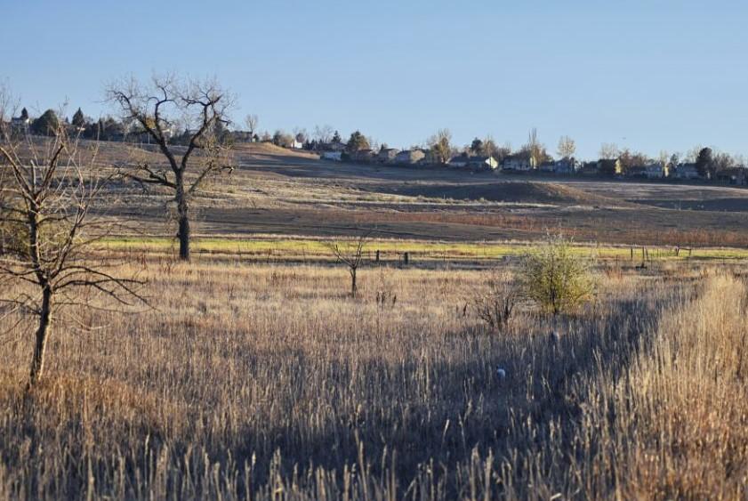 trees in a field