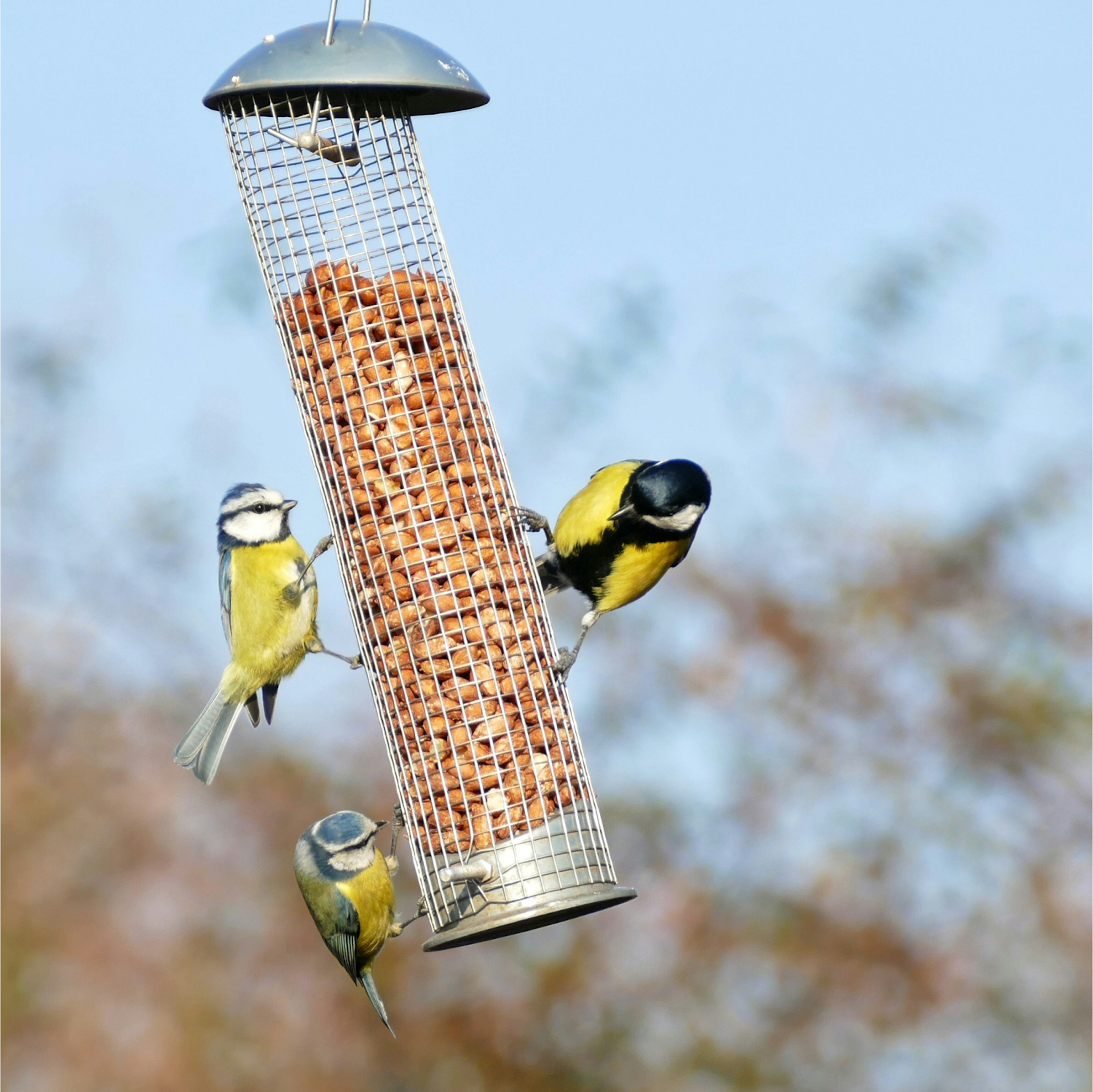 Yellow birds on bird feeder.